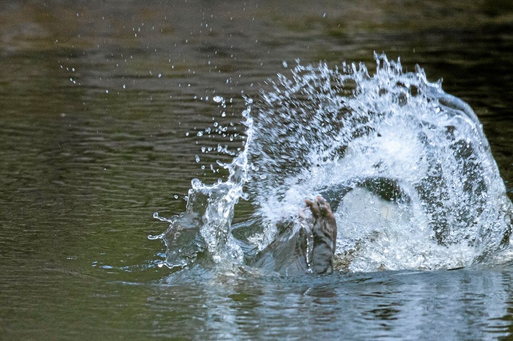 BÄVER. Det här är möjligen det enda du ser och hör av bävern. Om inte den upptäckt dig innan så gör den ett varningsplask med svansen och försvinner.