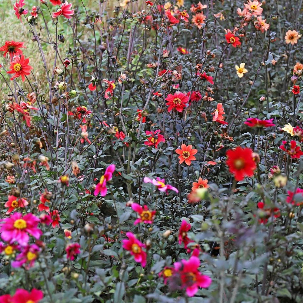 En mix av dahlior på mörkt grågröna stjälkar.