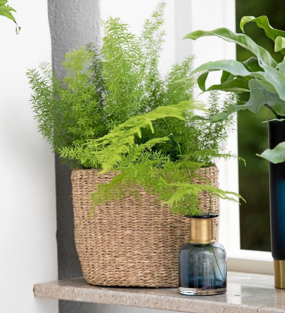 Sparris vill stå i indirekt ljus. Den fuktar luften i ditt hem.