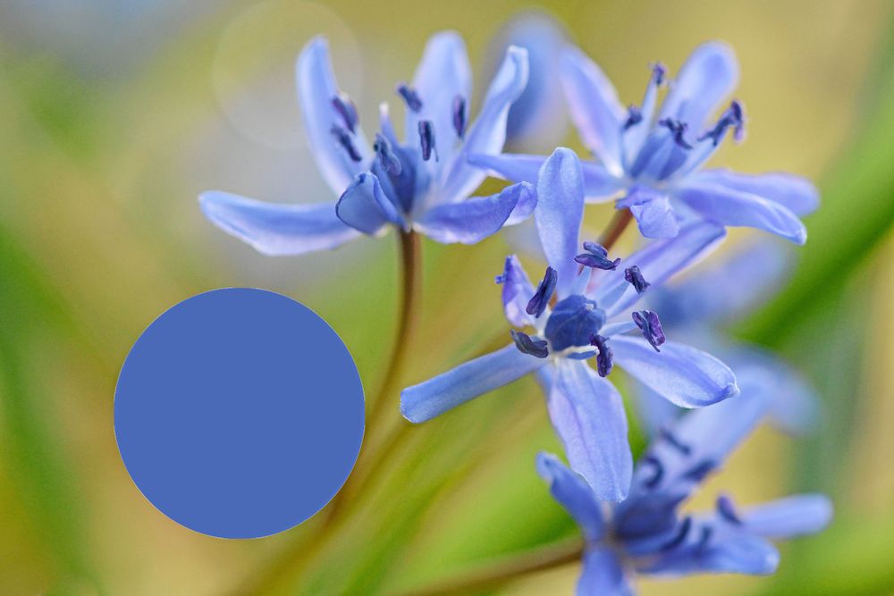 Har bina pollenbyxor som påminner om jeans har de hittat pollen i scillan.