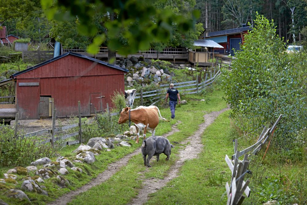 Gårdens sluttande mark gör den bra som betesmarker.