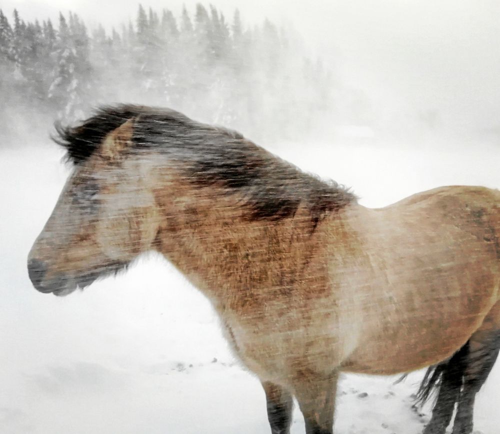 PLATS 2-5. Julia Eldh i Krokom fotograferade sin häst Herkules som tålmodigt står emot en vinterstorm, som höll på att bära iväg med själva fotografen.