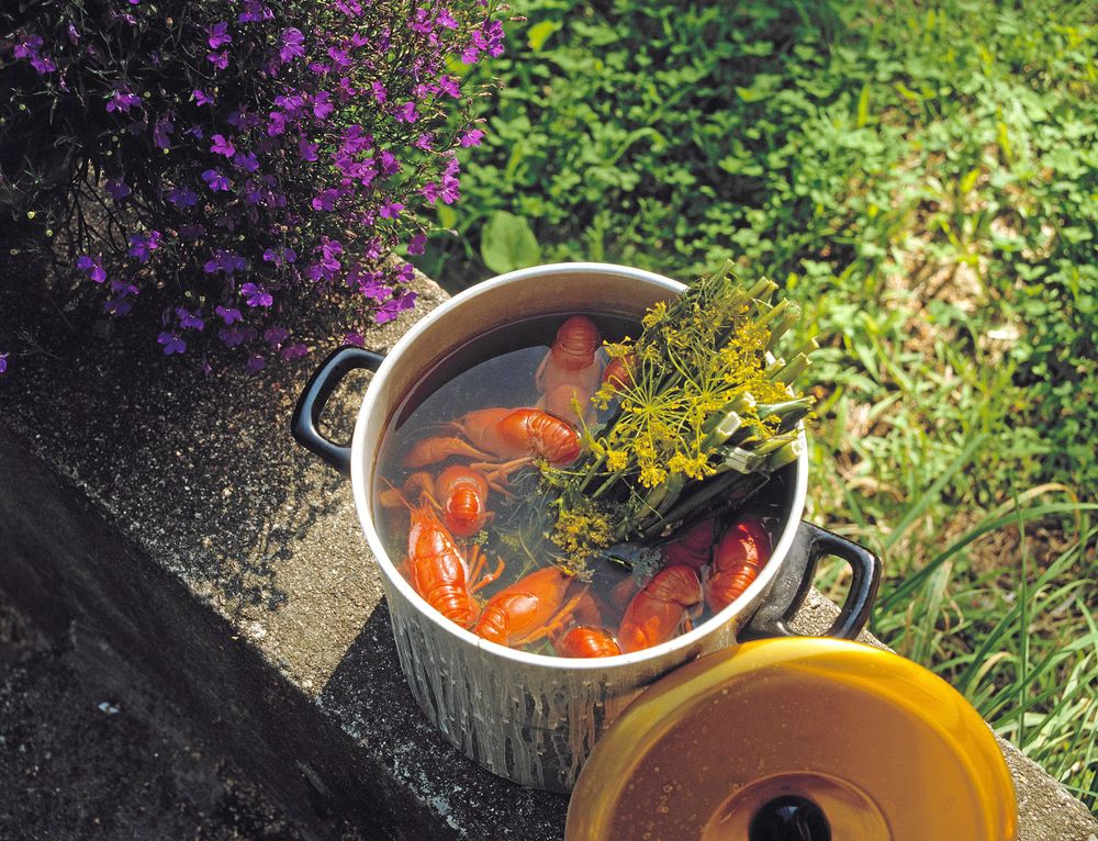 Man kan odla och koka sina kräftor själv. Det blir både billigare och färskare, men innebär förstås mer jobb. Foto: IBL