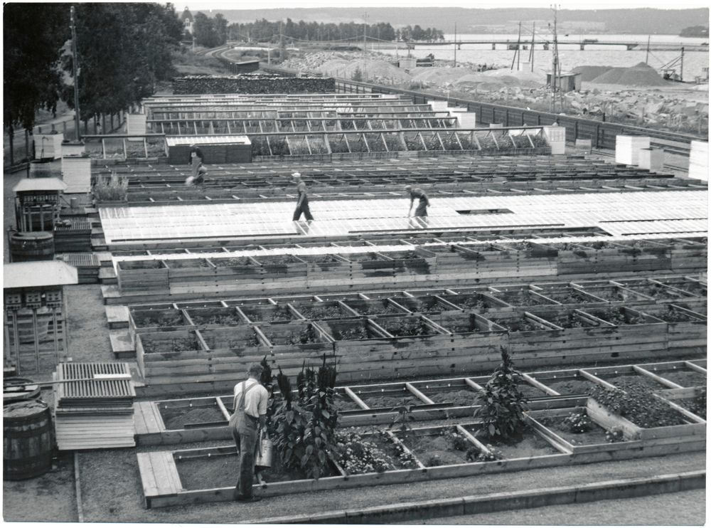 Personal i arbete på trädgårdsdepån i Östersund 1947.