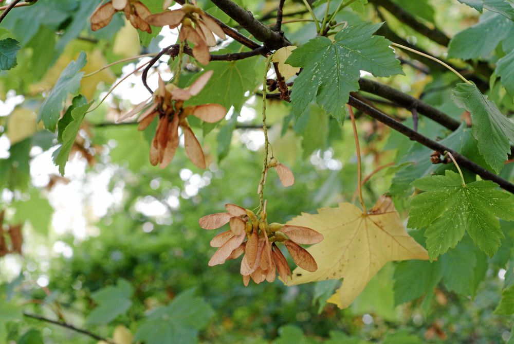 Tysklönnen får massor med frön.