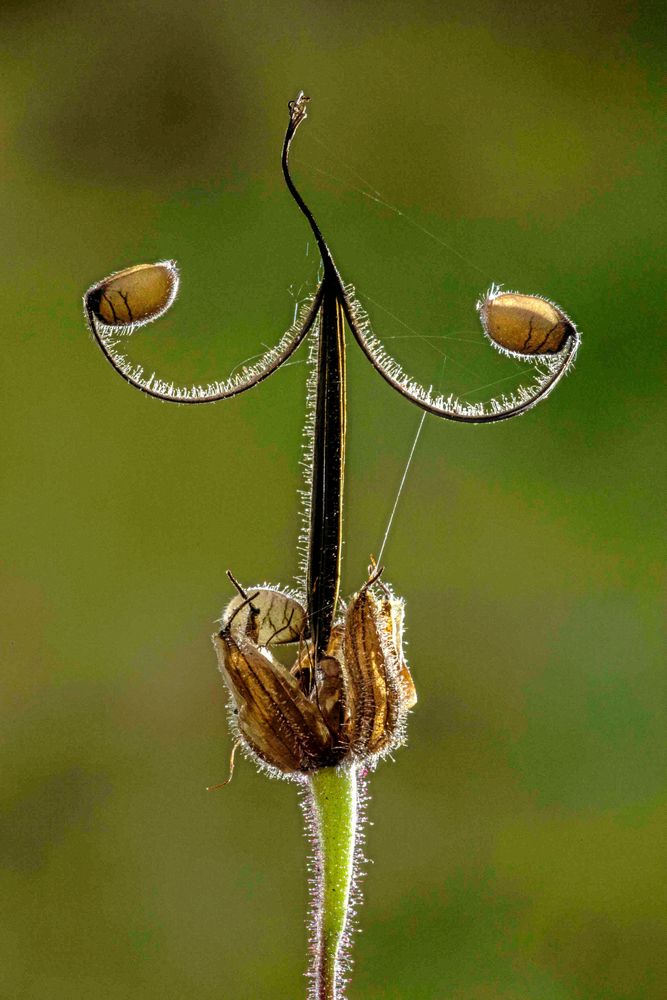 Tomma fröskålar sedan fruktnäbben slängt i väg sina frön.