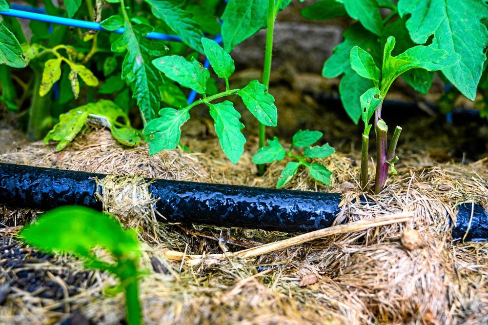 Svettslang är smart men var noga när du köper. En slang anpassad för trycket från en regnvattentunna brister om du sätter den direkt på vattenkranen med högt tryck.