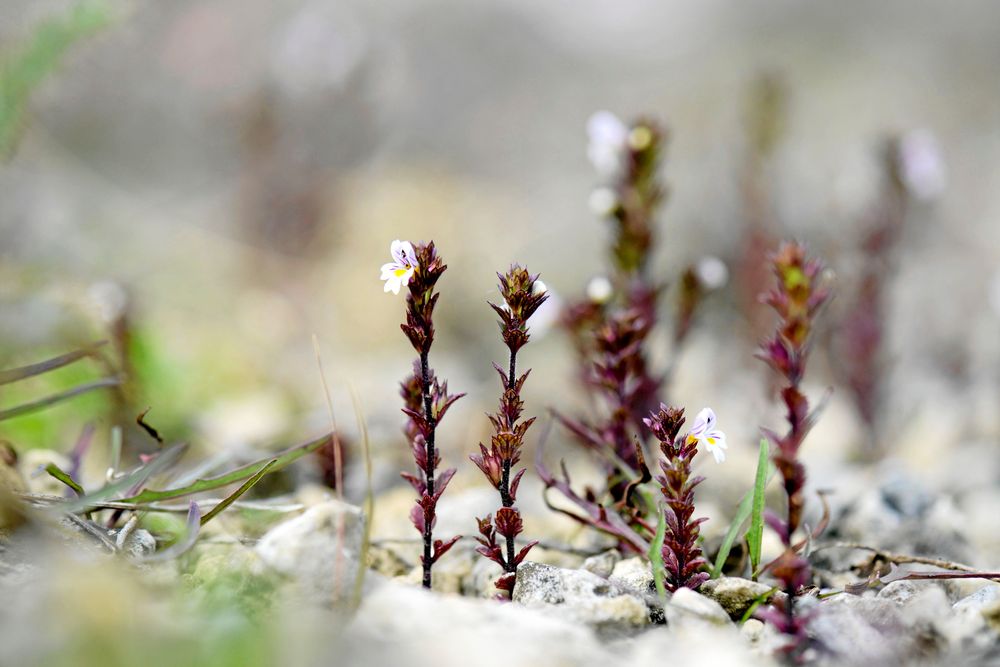 Vätögontrösten står bara på Ölands och Gotlands alvar.