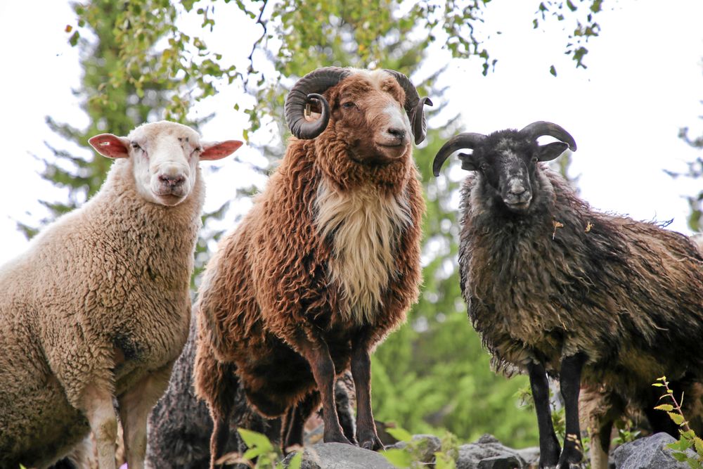 Johan och Erika har bara lantrasfår, Helsingefår, Jämtlandsfår, Klövsjöfår och Gotlandsfår.