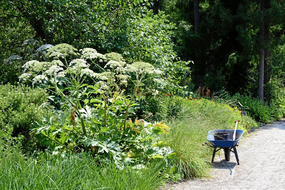 Jättelokan är svår att bekämpa.