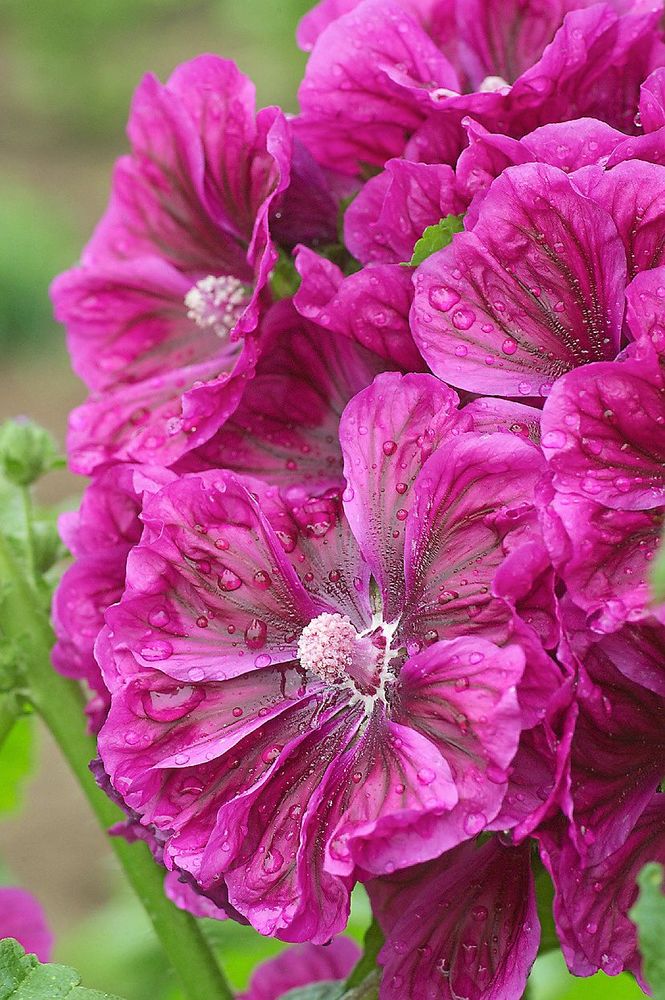 Stor rödmalva kan bli manshög.