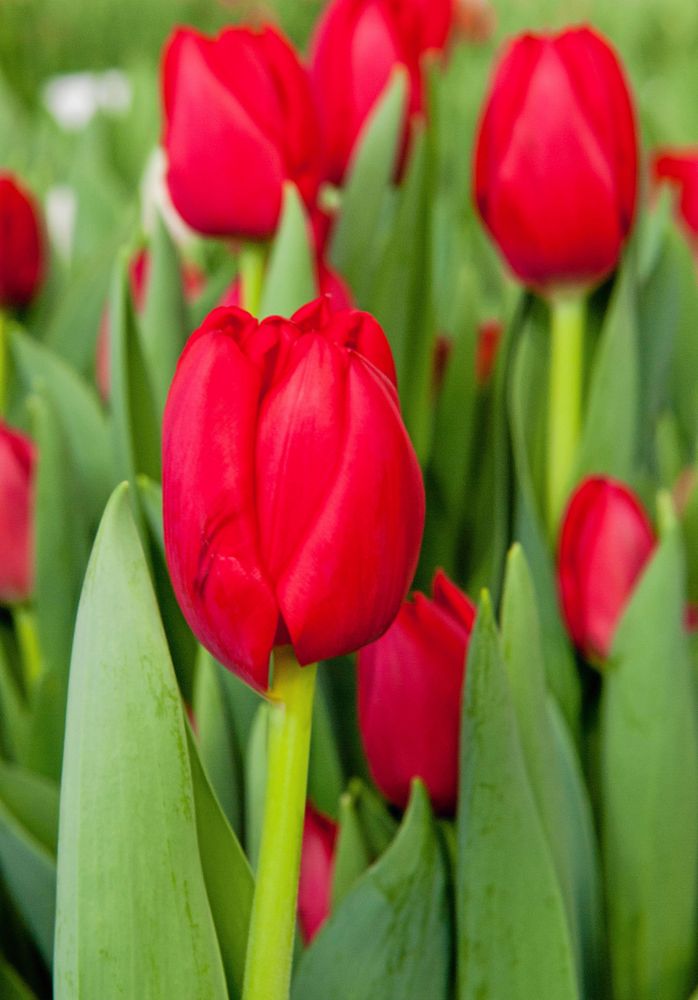 Den julröda svenskodlade tulpanen Largo är en favorit till alla hjärtans dag