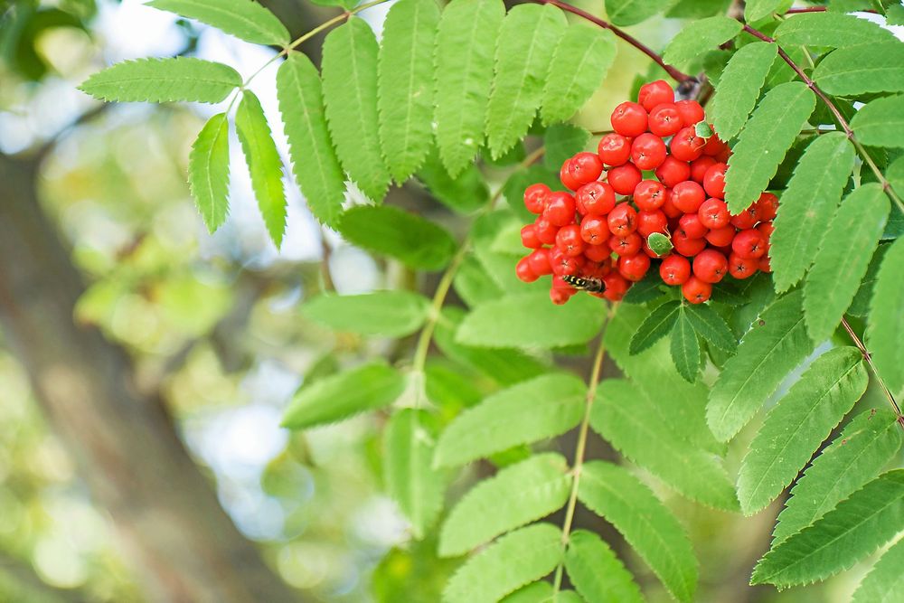 Rönnen är en god fruktkamrat, värd för rönnbärsmalen.