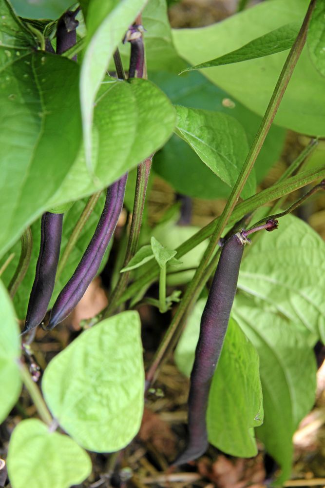 ’Purple Teepee’ är en favorit som ger mängder av bönor.
