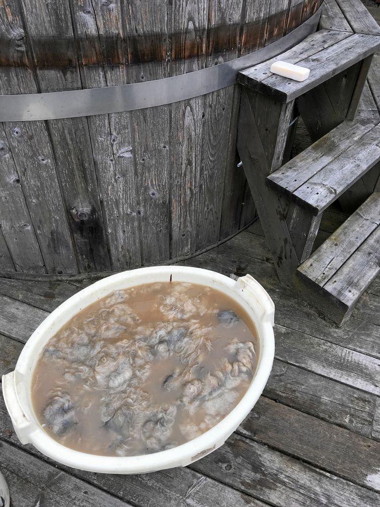 Balja, inte gryta. Här tvättas fårull.