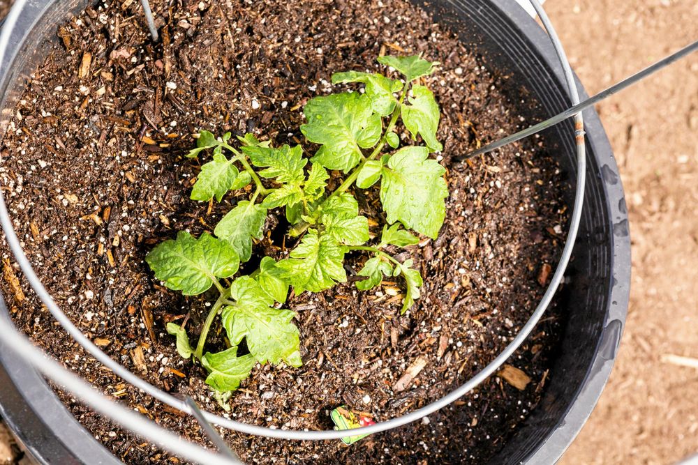 Stor kruka är det som gäller för tomatplantan.