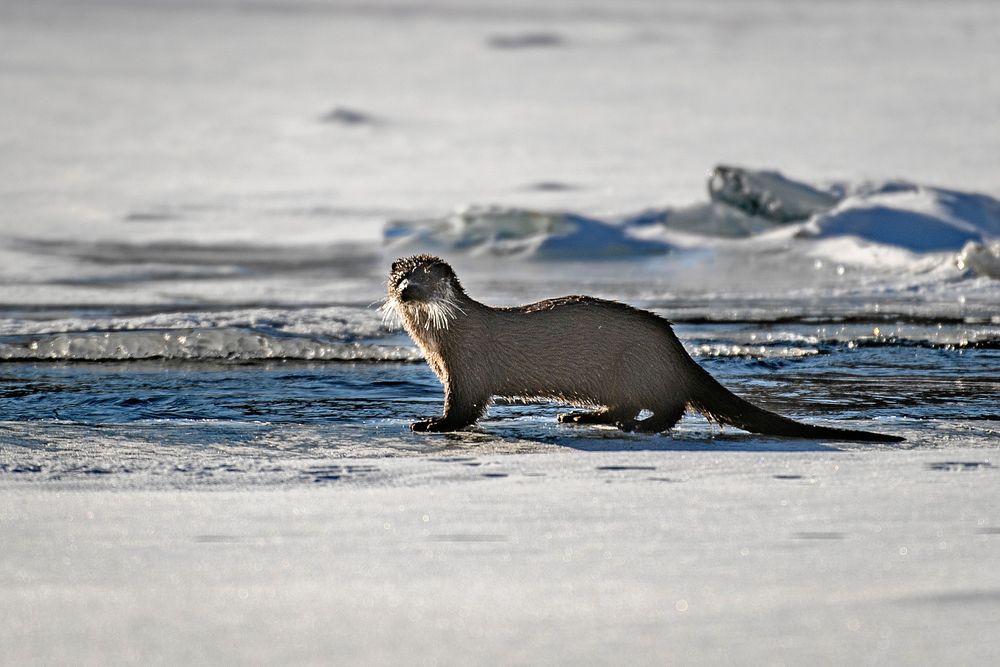 Uttern är landskapsdjur i Småland.