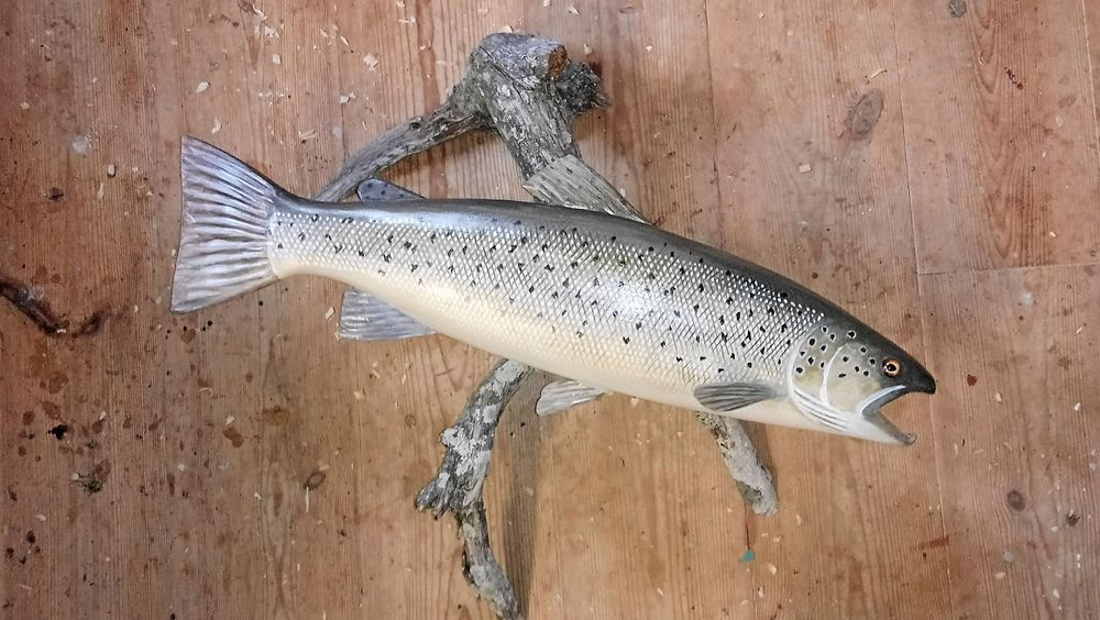 En naturtrogen öring som ser ut att kipa efter luft på torra land.