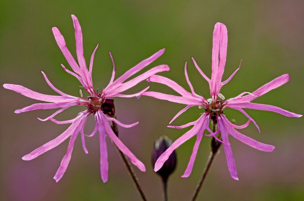 Här dansar fem glada herrar i ring. Gökblomstret är rena dansbanan.
