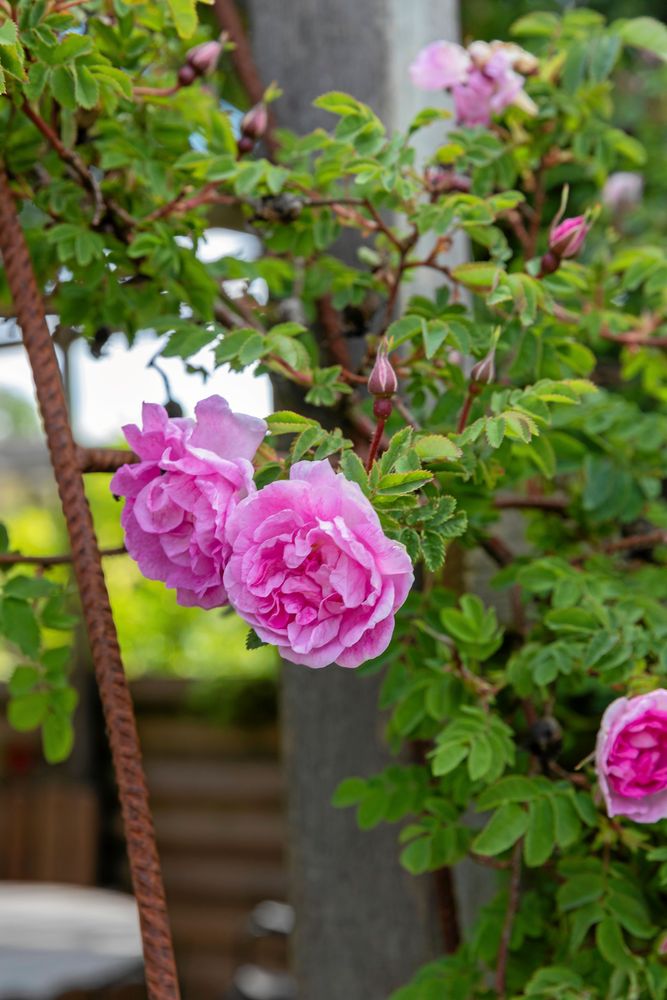 Den remonterande mossrosen Salet har slagit ut sina ljuvliga, fyllda blommor.