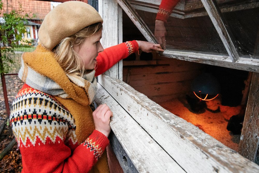 Sofia tittar in efter ägg i hönornas rede i ladan.