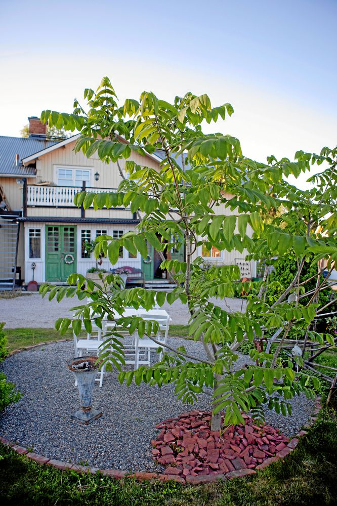 Susanne som är trädgårdsdesigner har förstås vackra växter, som denna Manchuriska valnöt.