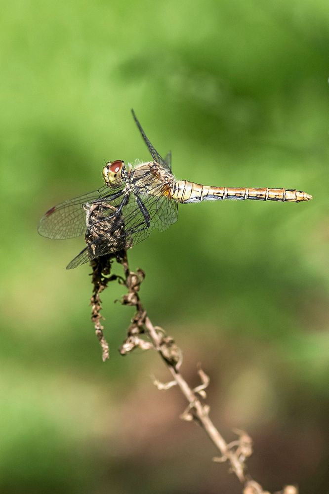 Trollsländor har bäst syn av alla insekter och fångar skickligt sina byten – ofta fjärilar – i flykten.