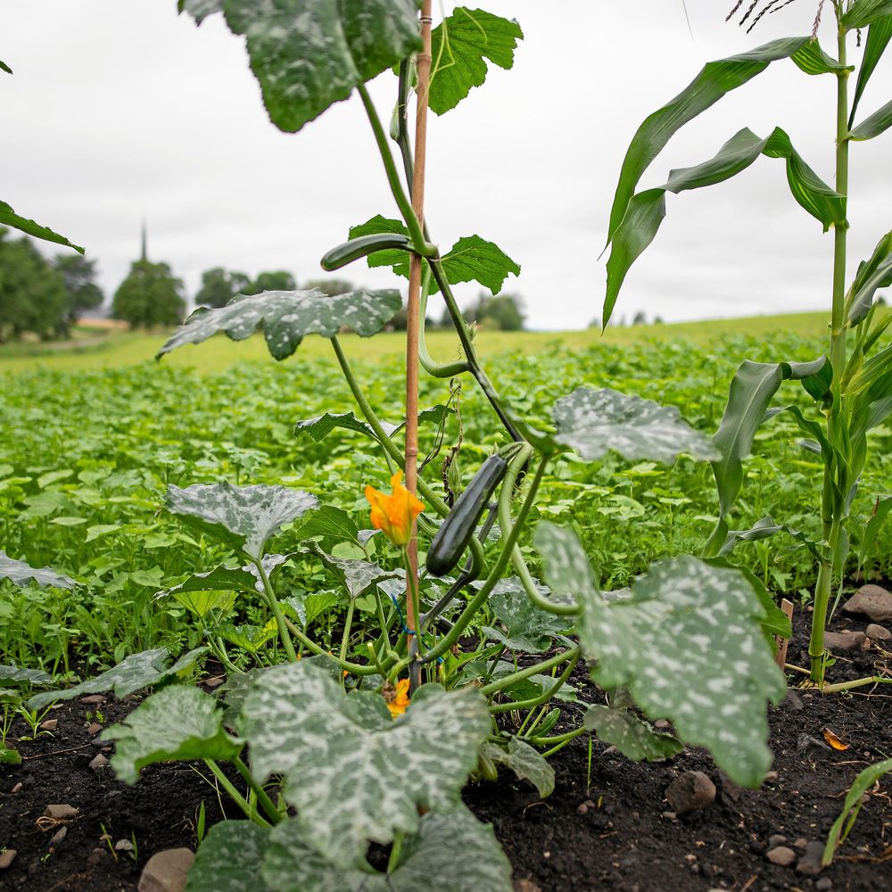 Rankande sommarsquash ger mycket skörd på liten yta.