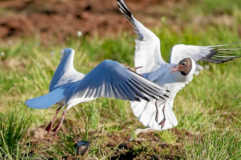 Skrattmåsar och andra fåglar härstammar från små dinosaurier. Utvecklingen av de fantastiska vingarna har gjort dem klumpigare på marken.