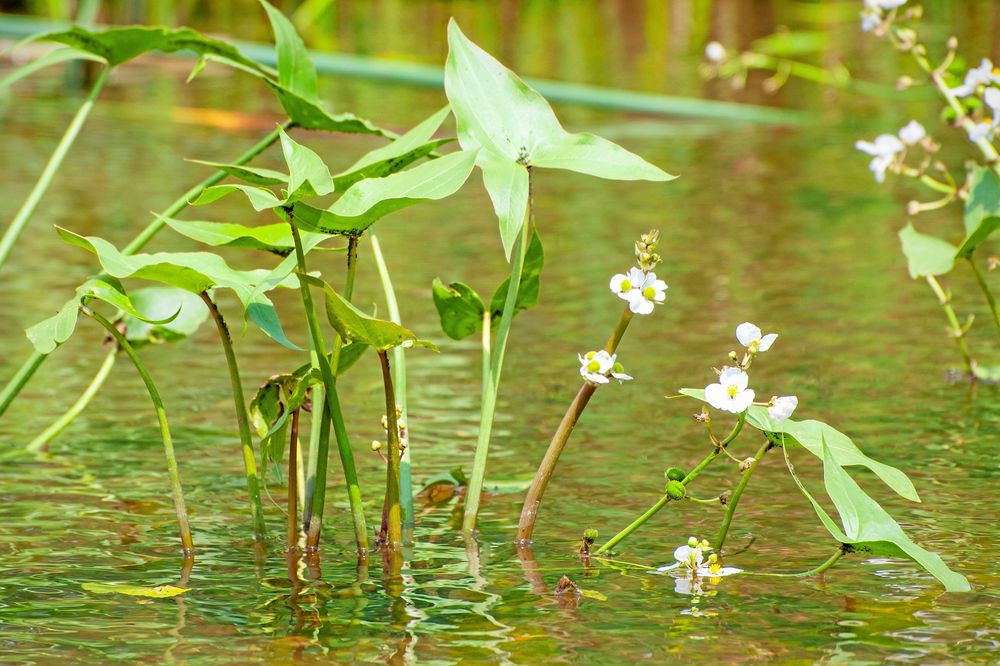 Pilbladet har blad just som pilar.