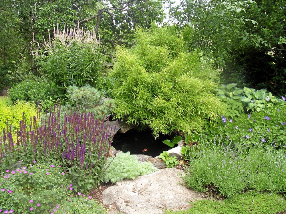 En spännande damm i Mariefred.