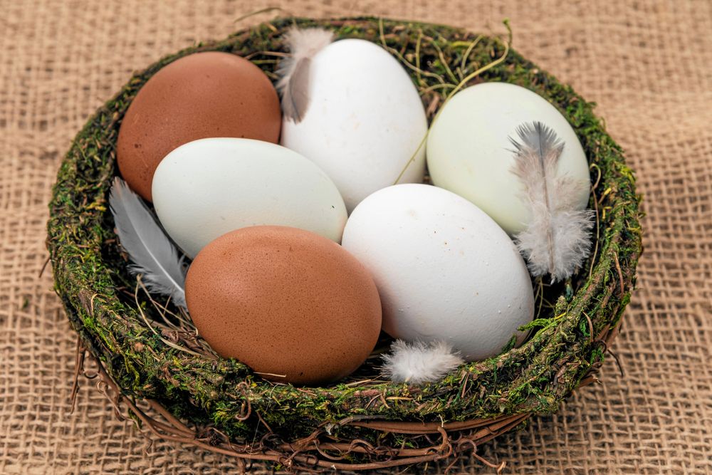 Ägg i fina färger. Här är det vita ägg, bruna ägg från maran och turkosa aracuanaägg.