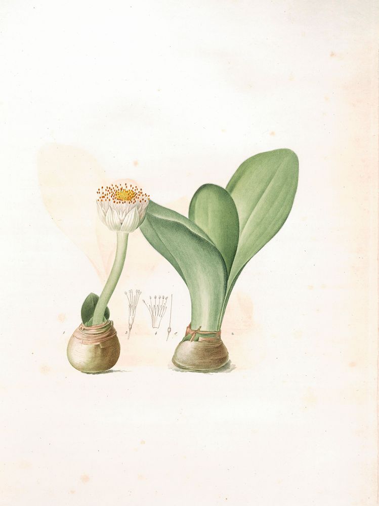 Elefanttunga är släkt med amaryllis.