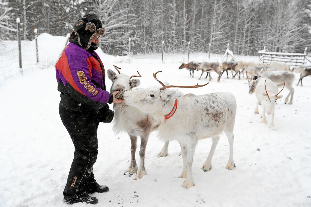 Tina Erikssons renar kommer direkt när det vankas renlav och annat gott. De har fått vänta längre än vanligt eftersom Tina först måste låna böcker.