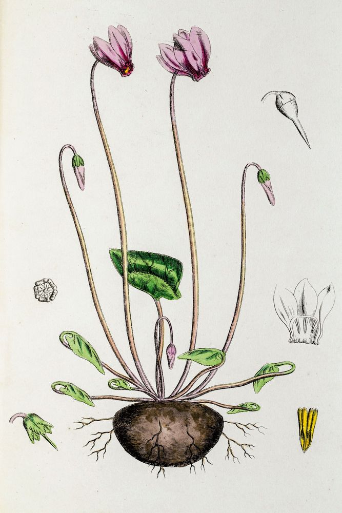 Cyklamen som botaniker ser den.