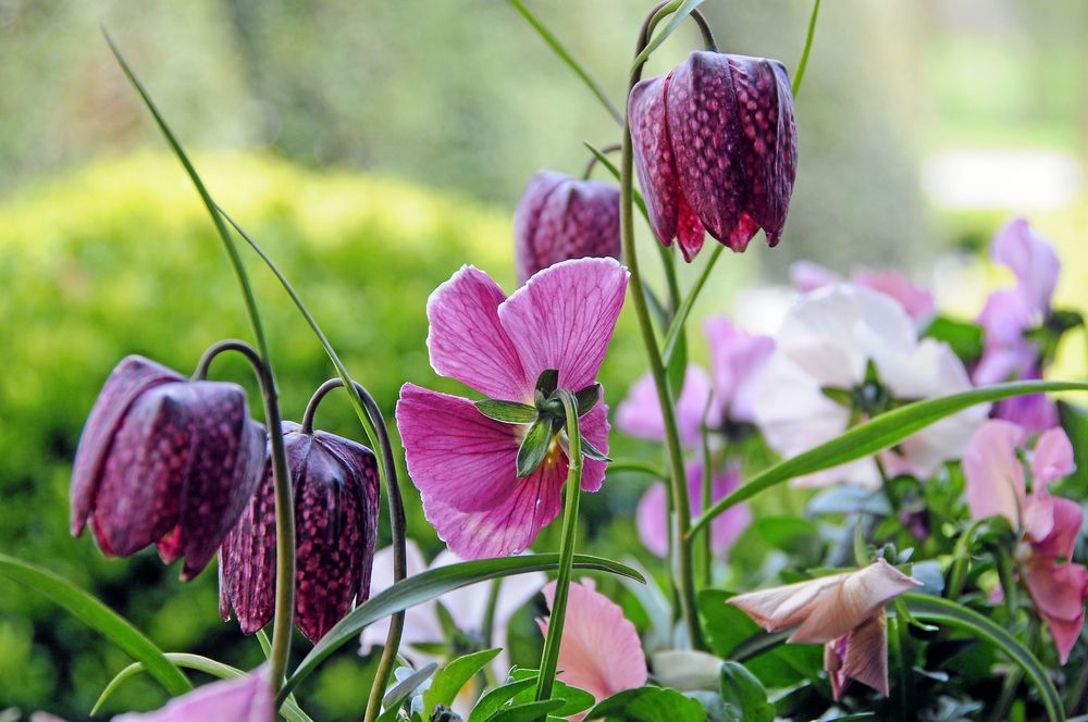 Penséer ton i ton med kungsängslilja.