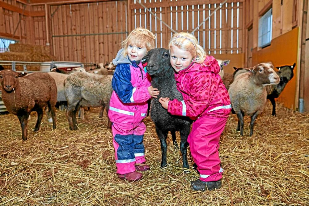 Värmlandsfåret Ayla får både dubbelkram och pussar på öronen av förskolebarnen Julie och Lovisa.