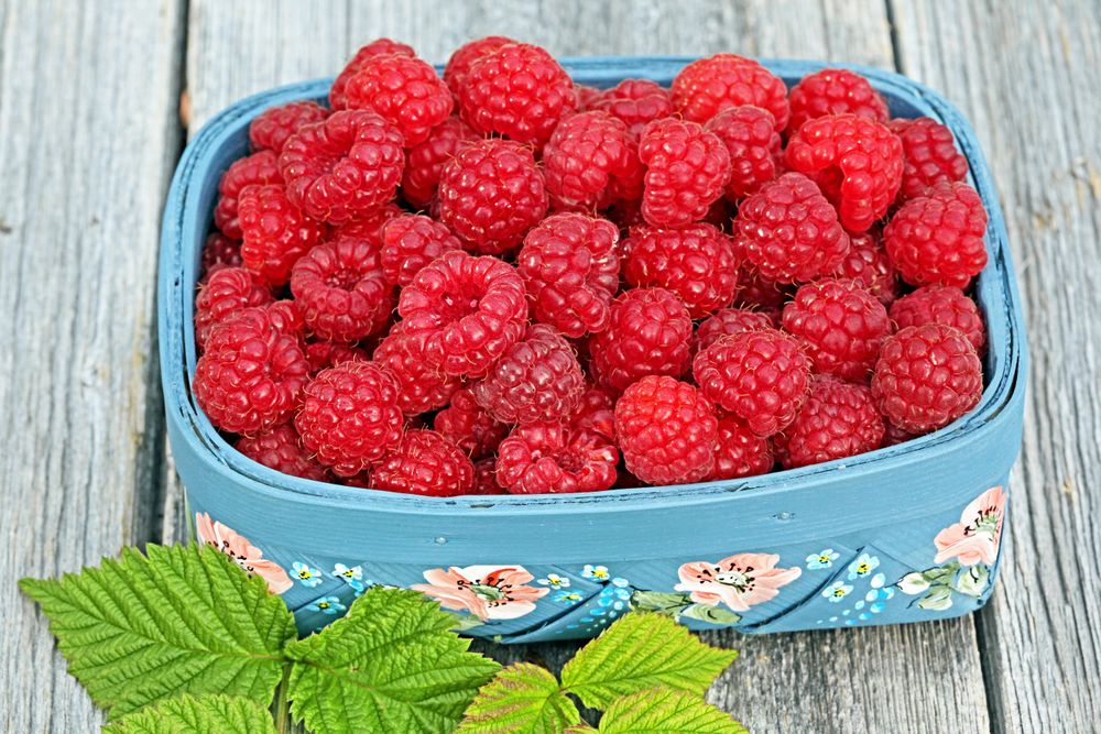 Den kanadensiska sorten ’Muskoka’ passar vårt klimat fint.