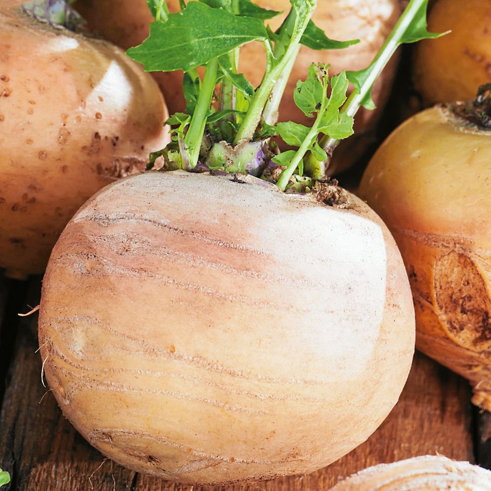 Majrova är lättodlad och frosttålig.