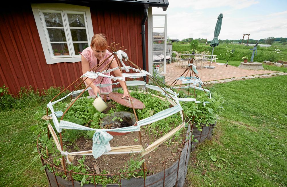 Direkt utanför köket har Lella en mindre odling med det nödvändigaste kryddorna och grönsaker som behövs i matlagning. Tack vare att hon direkt komposterar organiskt avfall i ett avloppsrör i mitten av kompostenfår jorden mycket näring och snabbt. Kryddväxterna växer så att det knakar.