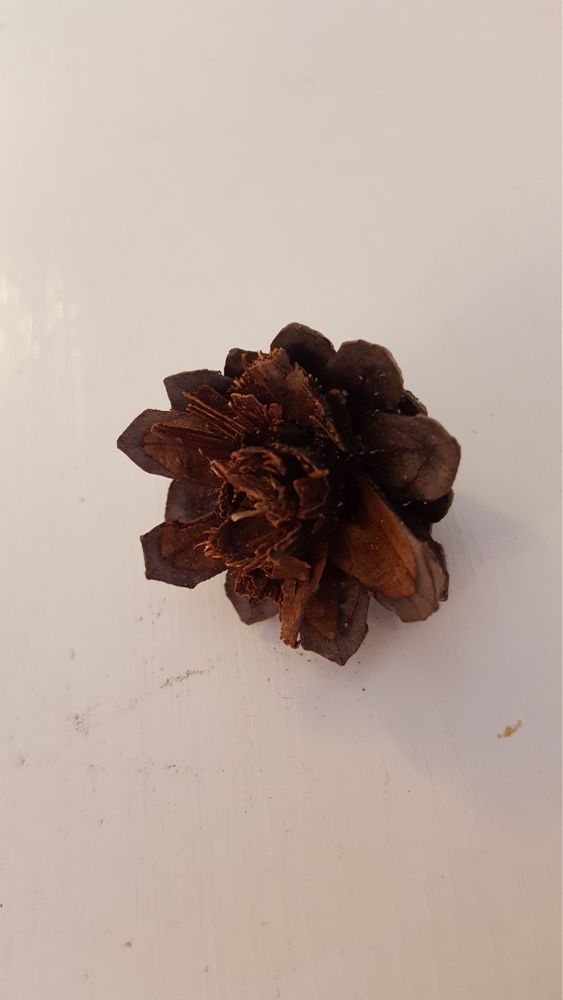 När du har torkat dina tallkottar över natten i 50 graders varm ugn är de redo för sin omvandling.