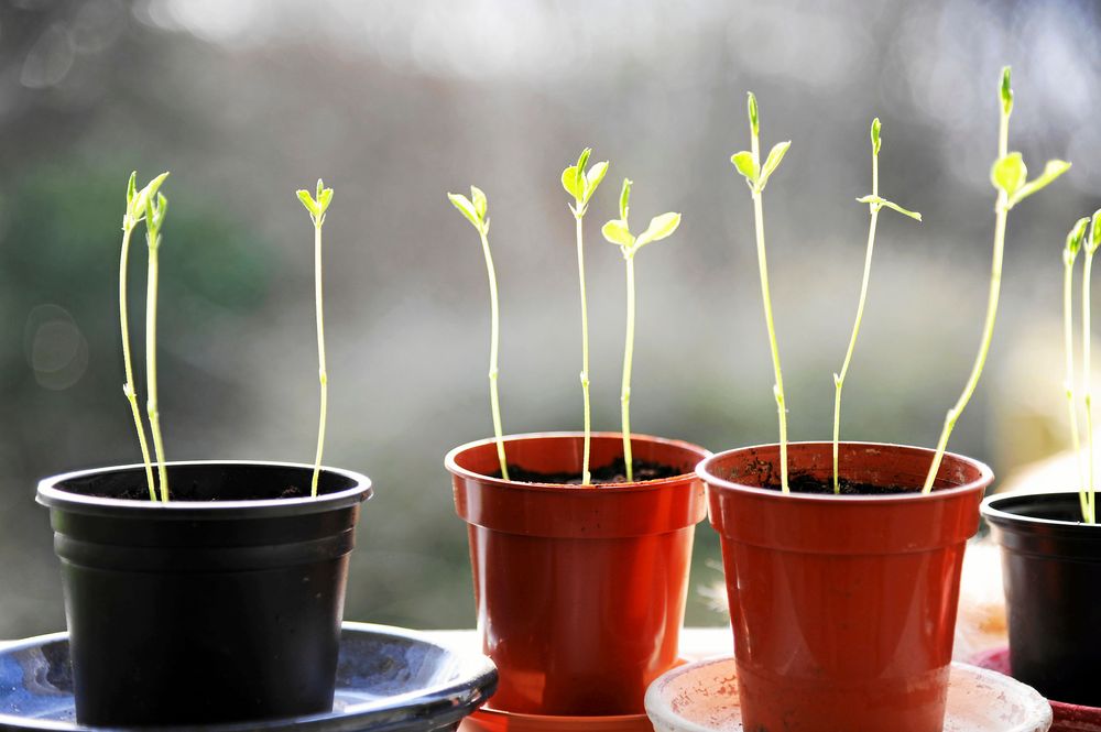 Rangliga rackare behöver mer ljus.