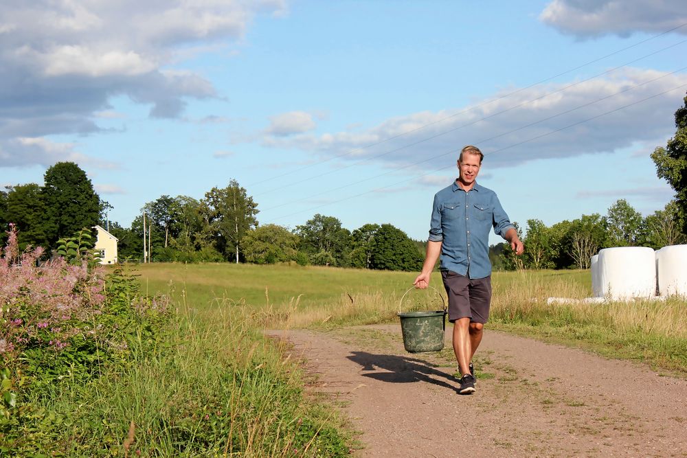 Kjells nya vardag med kor och gårdsbutik i stället för kontorer son ekonomisk rådgivare.
