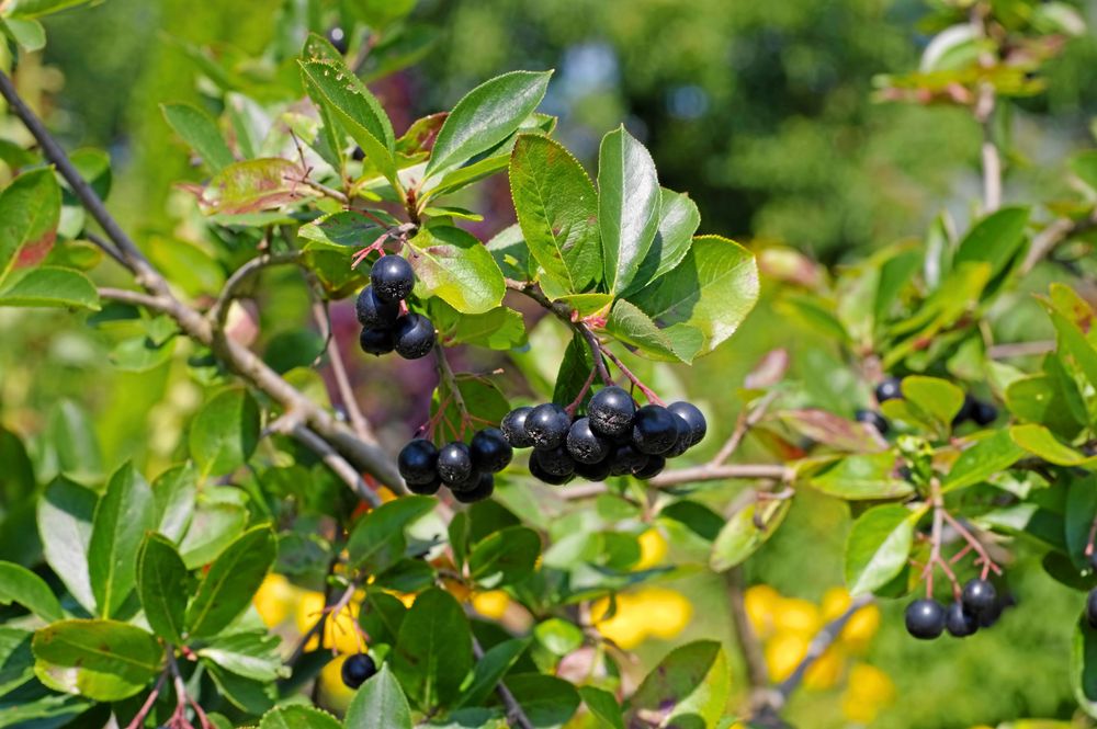 Aronia.