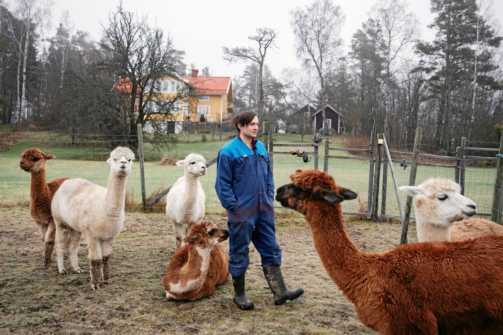 Andreas med några av parets 12 alpackor.