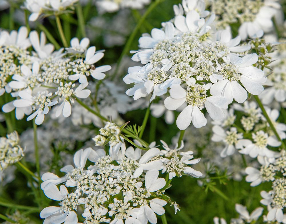 Blomsterkörvel är underbar att blanda i buketter.