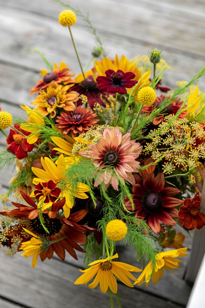 Samtliga rudbeckior gör sig bra i blandade sensommarbuketter. Här har två sorters sommarrudbeckia fått sällskap av bronsfänkål, solboll, jordärtskocka, sparris, tagetes och solrosor.