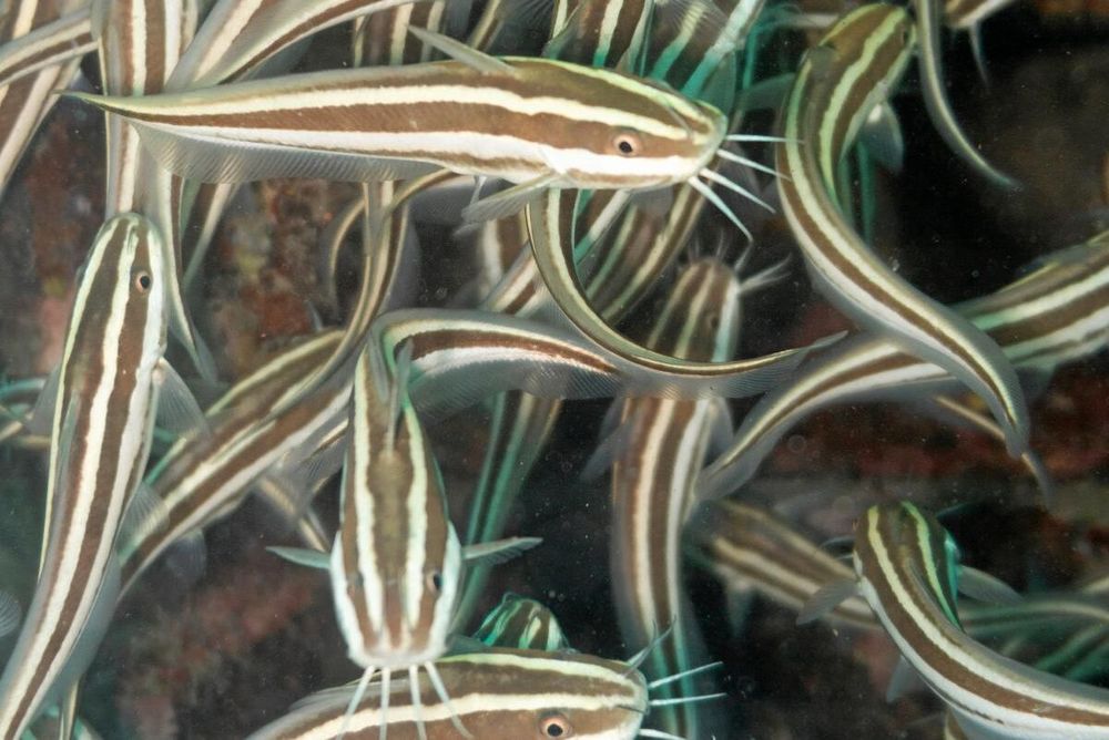 Korallmalen äter ryggradslösa havsdjur och har gifttaggar vid sina fenor.