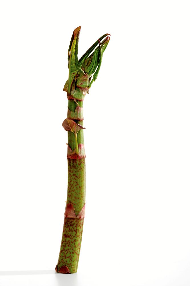 Rätt storlek för att plocka – de tidiga skotten är bäst.