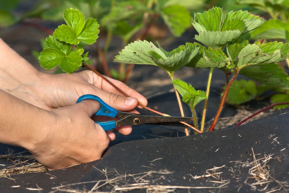 Svart ogräsduk av plast över jordgubbsplantorna kan bytas ut mot organiskt täckmaterial som tidningspapper, träflis och bark.